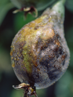 Fruit mommifié de poire Williams du au feu bactérien, gouttelettes d'exsudat